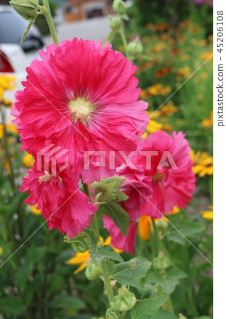 Tatiaoi花 Tatiaoi花 45206108