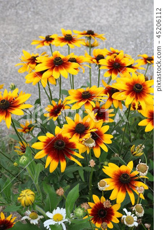 開花在夏天的蒲公英 開花在夏天的蒲公英 45206112