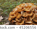 蘑菇 45206556
