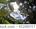 在夏天，背光的蜘蛛巢的光 45206557