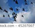 飛行在天空的鴿子群 45207007