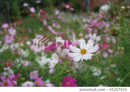 秋天,宇宙的一面 秋天,宇宙的一面 45207010