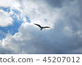 一隻海鷗穿過天空 45207012