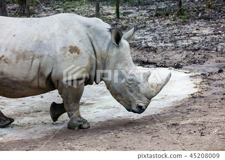 big rhinoceros walking through woods big rhinoceros walking through woods 45208009