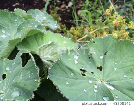 rain  45208141