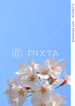 春天圖像在藍色後面的櫻花 45208272