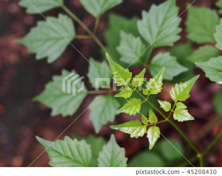 blur background from variety of green plant leaves blur background from variety of green plant leaves 45208410