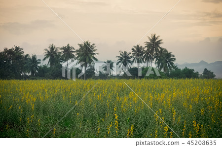 sunhemp field in evening 45208635