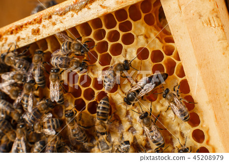 close up honeycomb in wooden frame with bees on it close up honeycomb in wooden frame with bees on it 45208979