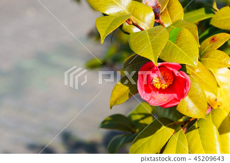 [Japan] camellia 45209643