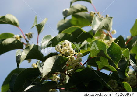 Saruhari Sarunashi The language of flowers is "temptation" Saruhari Sarunashi The language of flowers is "temptation" 45209987