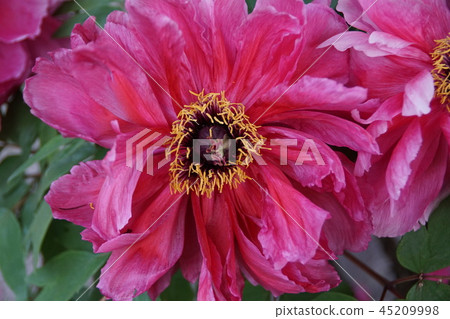 Peony variety is "Konasahi" Flower language is "splendor" Peony variety is "Konasahi" Flower language is "splendor" 45209998