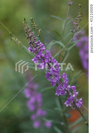 Rinaria purupure花語言“注意到這種愛” 45210009