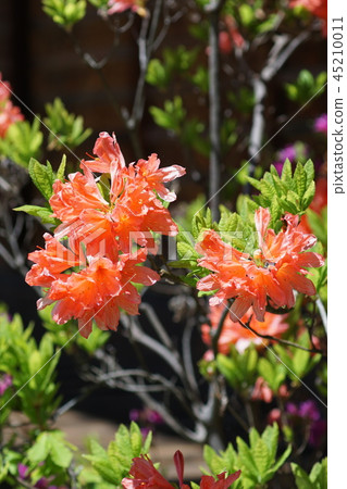 荷花黃芪杜鵑花:花的語言是“滿溢的願望” 荷花黃芪杜鵑花:花的語言是“滿溢的願望” 45210011