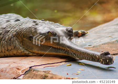 Male Gharial Crocodile at Zoo in Chennai, India Male Gharial Crocodile at Zoo in Chennai, India 45210149