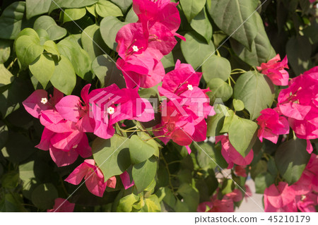 Pink Bougainvillea flower or paper flower 45210179