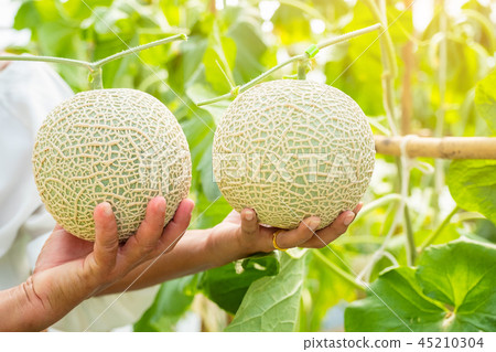 Hand hold Fresh melon or Cantaloup melon 45210304