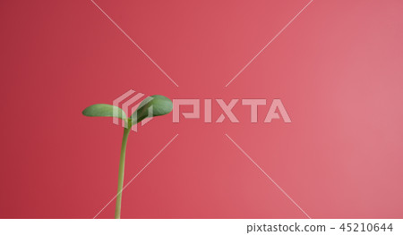 芽 蓓蕾 萌芽 45210644
