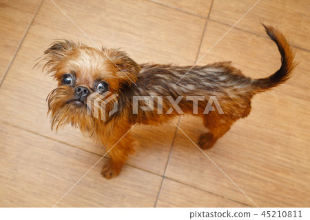 Brussels Griffon puppy Brussels Griffon puppy 45210811
