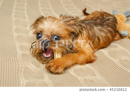 Brussels Griffon puppy and bone Brussels Griffon puppy and bone 45210812