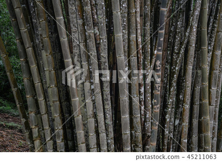 Bamboo trees in forest 45211063