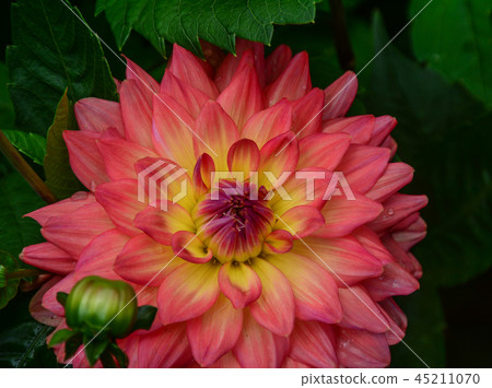 Dahlia flower blooming in spring time 45211070