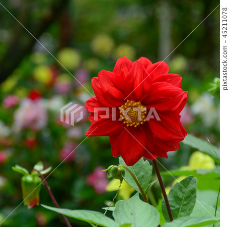 Dahlia flower blooming in spring time 45211078