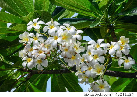 White and yellow Plumeria flowers 45211124