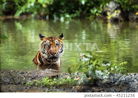 Asian tiger in tropical forest 45211238