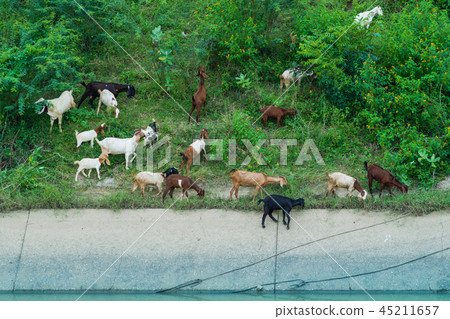 Herd of Goats walk to find eating Herd of Goats walk to find eating 45211657