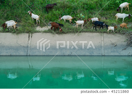 Herd of Goats walk to find eating 45211860