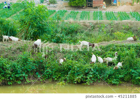 Herd of Goats walk to find eating around the Canal 45211885