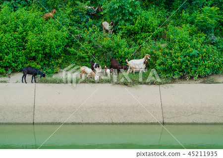 Herd of Goats walk to find eating Herd of Goats walk to find eating 45211935