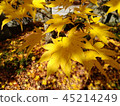 Autumn leaves 45214249