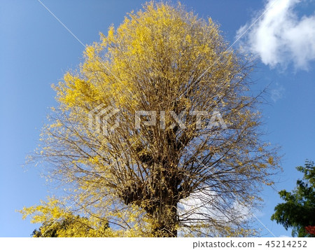 Healthy poplar 45214252