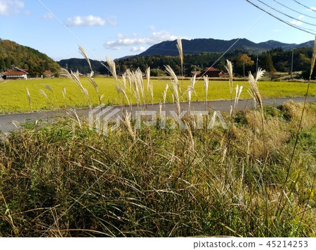 Sampo Michi 45214253