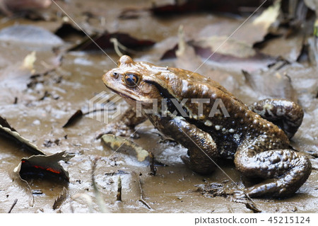 Azuma蟾蜍 45215124