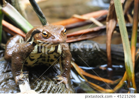 Azuma蟾蜍 45215266