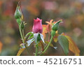 Autumn Rose Bud 45216751