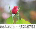 Bud of Roses 45216752