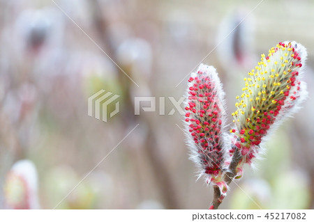 Feline flower flower 45217082