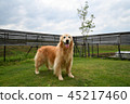 Golden Retriever × 45217460