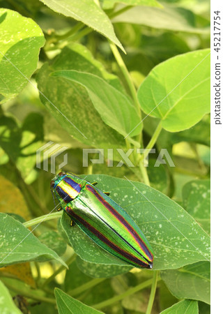 蛋蟲 蛋蟲 45217754