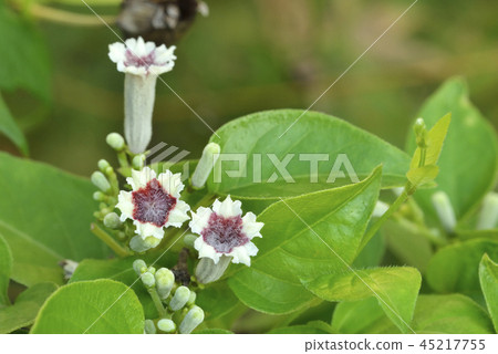 Saotome花(Hexokazura) Saotome花(Hexokazura) 45217755