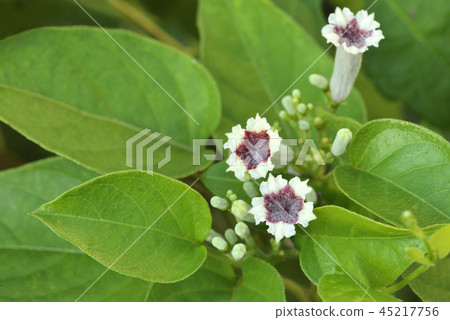 Saotome花(Hexokazura) Saotome花(Hexokazura) 45217756