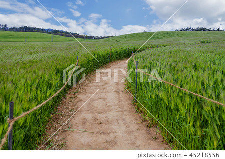 Jeollabuk-do, Korea, Gochang, Hakwon Farm 45218556