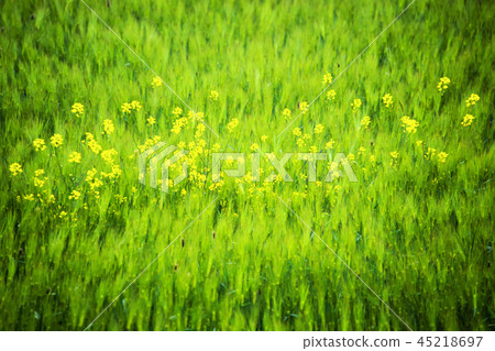 Jeollabuk-do, Korea, Gochang, Hakwon Farm Jeollabuk-do, Korea, Gochang, Hakwon Farm 45218697