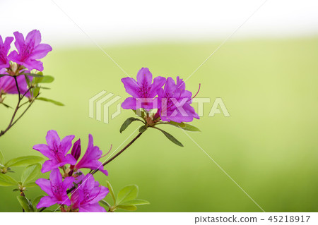 Jeollabuk-do, Korea, Gochang, Hakwon Farm 45218917