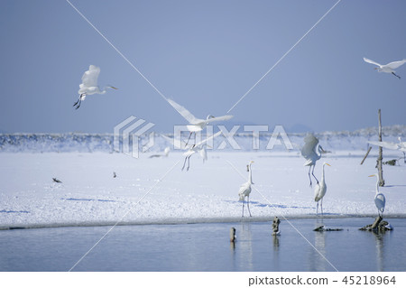 Jeollabuk-do, Korea, Gunsan, Saemangeum 45218964