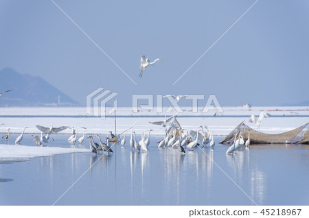 Jeollabuk-do, Korea, Gunsan, Saemangeum 45218967